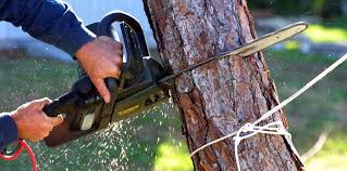 Best Lawn Pest Prevention  in La Mirada, CA
