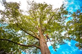 Professional Tree Care in La Mirada, CA