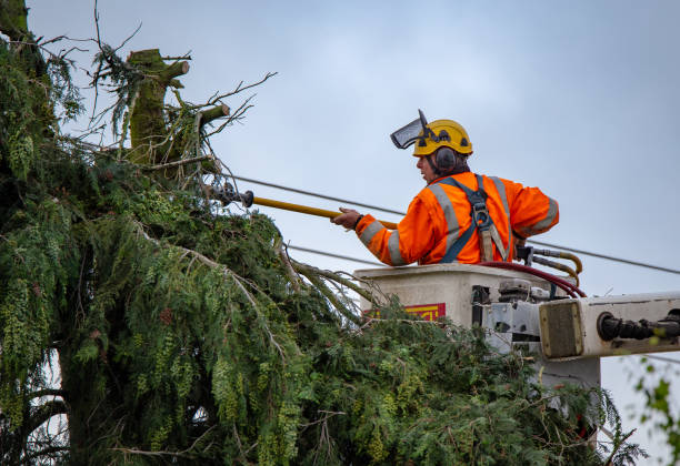 Best Tree Risk Assessment  in La Mirada, CA