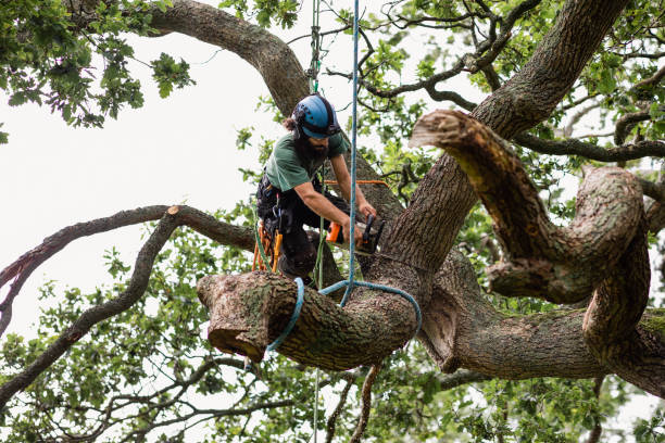 How Our Tree Care Process Works  in  La Mirada, CA