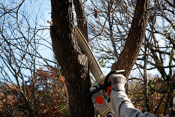 Best Firewood Processing and Delivery  in La Mirada, CA