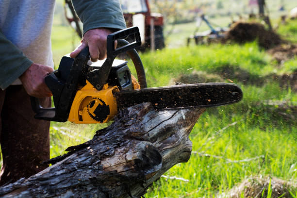 Best Lawn Maintenance Plans  in La Mirada, CA