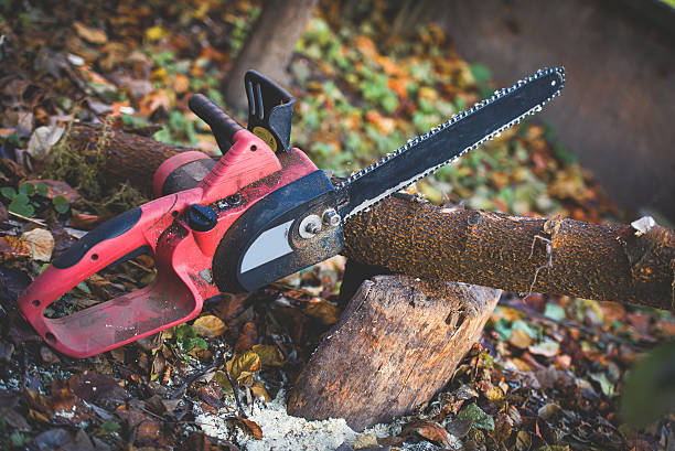 Best Pest Control for Lawns  in La Mirada, CA